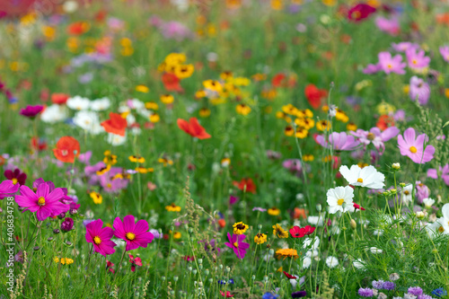 Cosmos and poppies mixed flowers