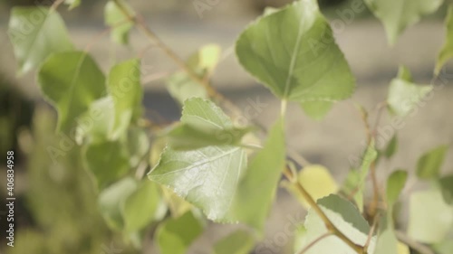 Nice green leaves moving in the wind. Slow motion motion a at sunset
