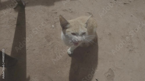 Aerial view of cat meowing. Cat slow motion