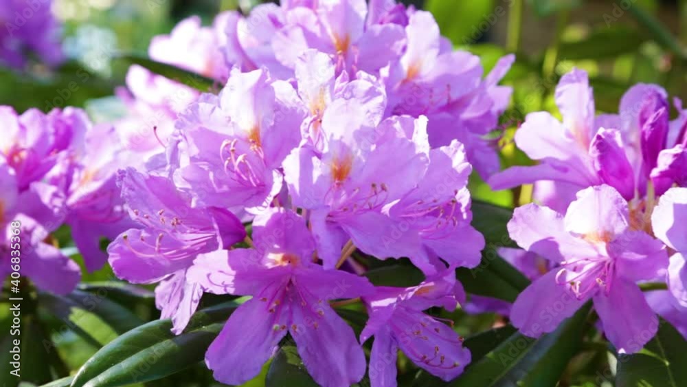 beautiful rhododendrons bloom on the slope of the Caucasus mountains beautiful rhododendrons bloom on the slope of the Caucasus mountains