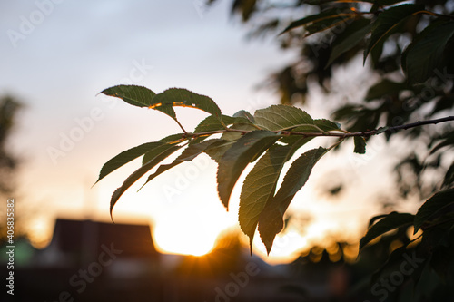 Close-up of a tree branch with green leaves in evening sunlight against blue sky at sunset.