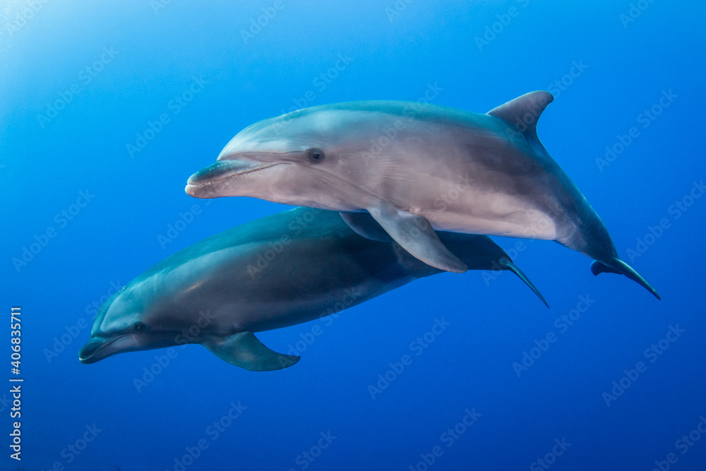 Free dolphins of Rangiroa