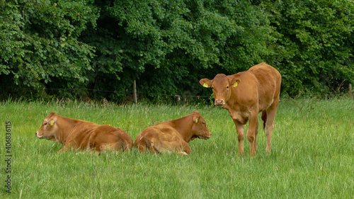 Brown young cows lying on grass pasture..