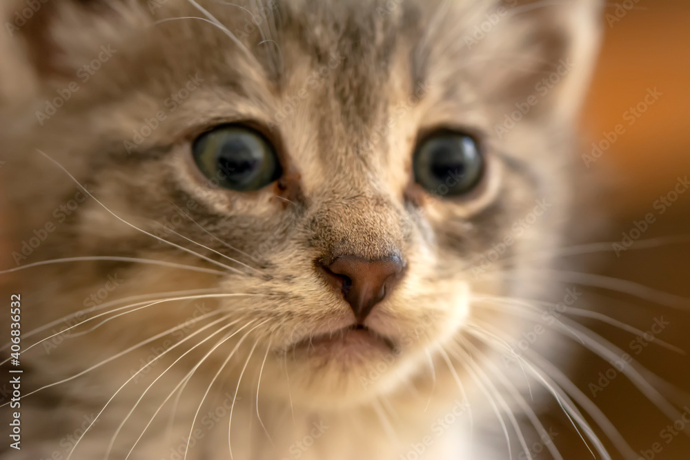 Cat's nose, macro view. Curious animal portrait close up.