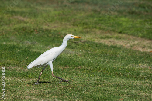Cattle Egret strutting on green grass in Hawaii