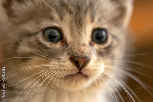 Cat's nose, macro view. Curious animal portrait close up.