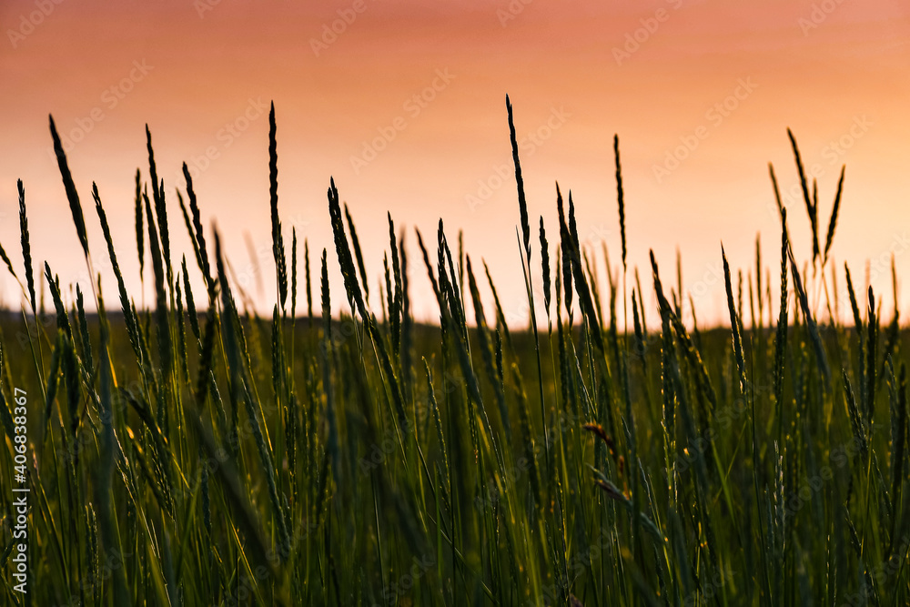 Wonderful grass landscape in the orange evening sun