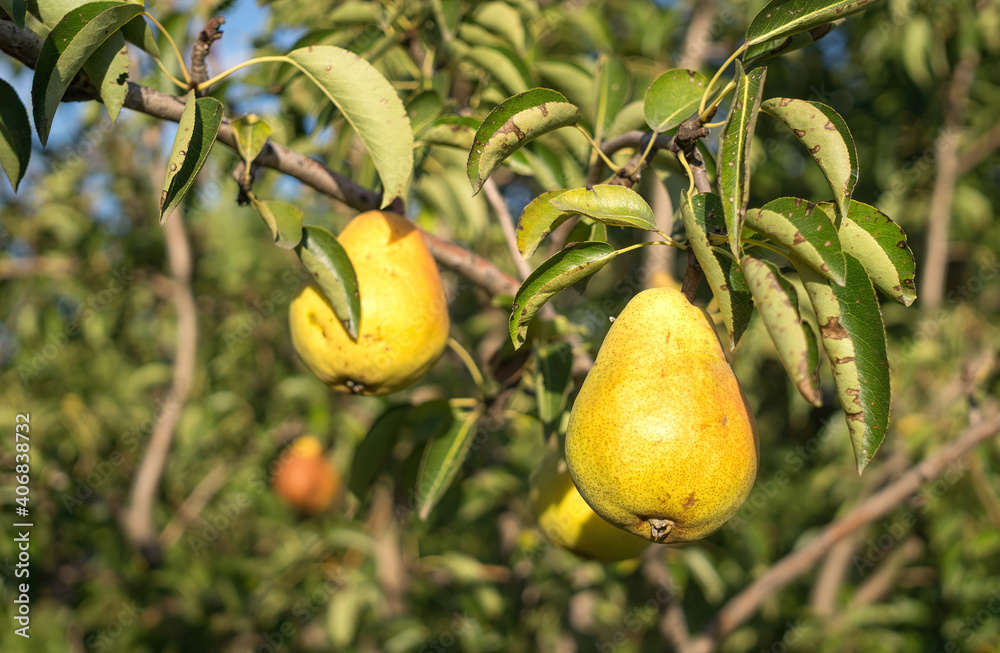 Obraz premium Rural autumn landscape. Pear garden and sunny evening 
