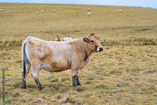 Vache Aubrac dans une prairie