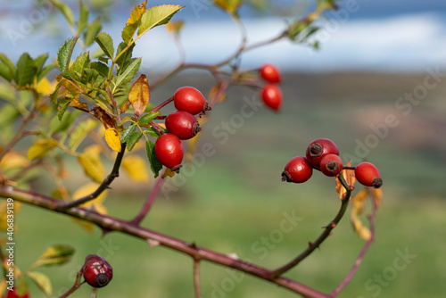 Cynordhons d'églantier
