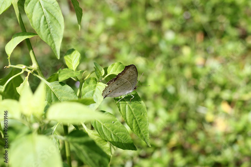 A light brown color lemon pansy butterfly resting on chilli plant leaf