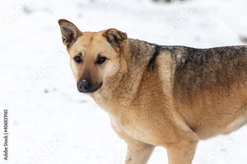 Big stray dog in winter on a snowy street. Close-up. © Serhii