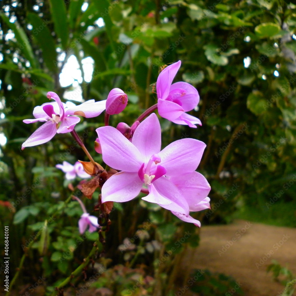 Selective focus on one purple orchid flower and bud from purple orchid bunch Selective focus on one purple orchid flower and bud from purple orchid bunch