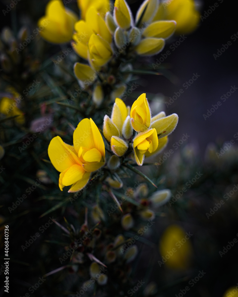 yellow flowers on a black background yellow flowers on a black background