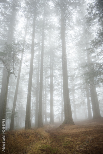 fog in the forest