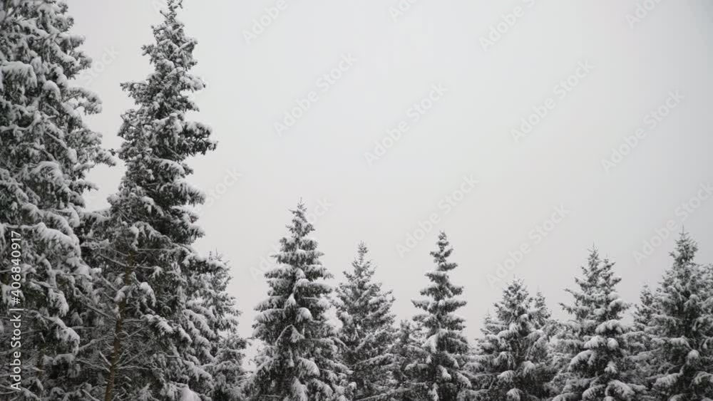Panning shot of snowy spruce trees after snowfall. Beautiful winter landscape in the forest Panning shot of snowy spruce trees after snowfall. Beautiful winter landscape in the forest