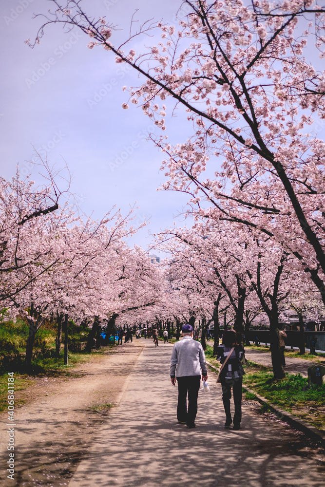 Old couple walking under the beautiful pink sakura trees blooming in spring at a park in Osaka, Japan Old couple walking under the beautiful pink sakura trees blooming in spring at a park in Osaka, Japan