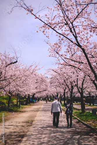 Old couple walking under the beautiful pink sakura trees blooming in spring at a park in Osaka, Japan