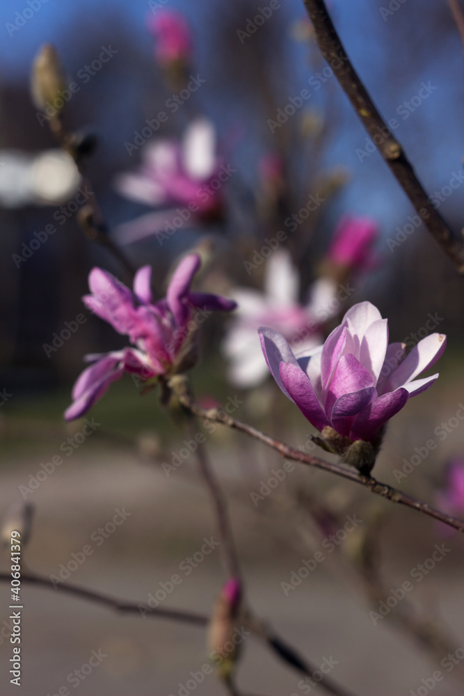 Blooming pink magnolia, beautiful flowering tree in spring. Blooming pink magnolia, beautiful flowering tree in spring.