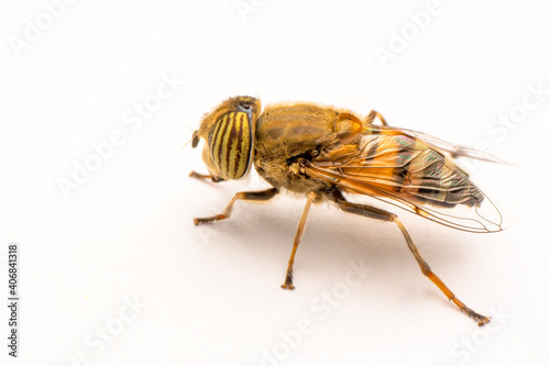 Bee macro isolated on white background. Package design element