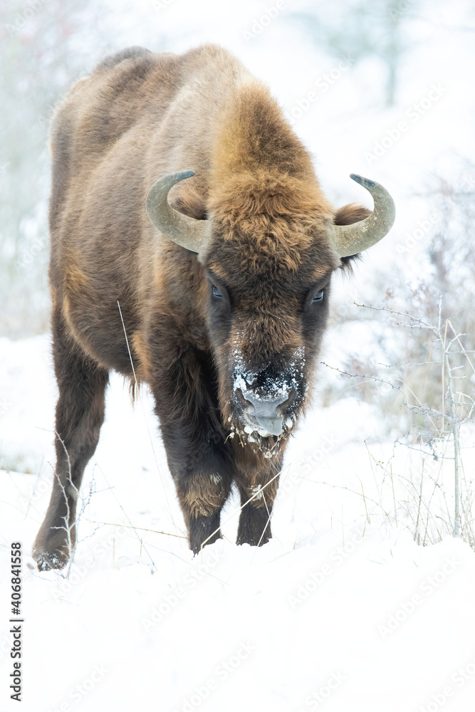 European bison (Bison bonasus), with beautiful white coloured background. Amazing endangered mammal with brown hair in the snow. Wildlife scene from nature, Czech Republic European bison (Bison bonasus), with beautiful white coloured background. Amazing endangered mammal with brown hair in the snow. Wildlife scene from nature, Czech Republic