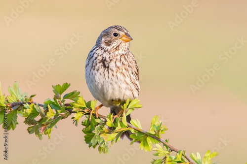 Corn bunting (Emberiza calandra), with beautiful yellow coloured background. Colorful song bird with brown feather sitting on the branch in the steppe. Wildlife scene from nature, Czech Republic