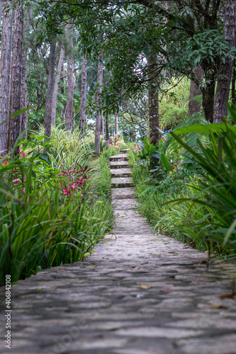 Stone path in a forest with a lot of vegetation