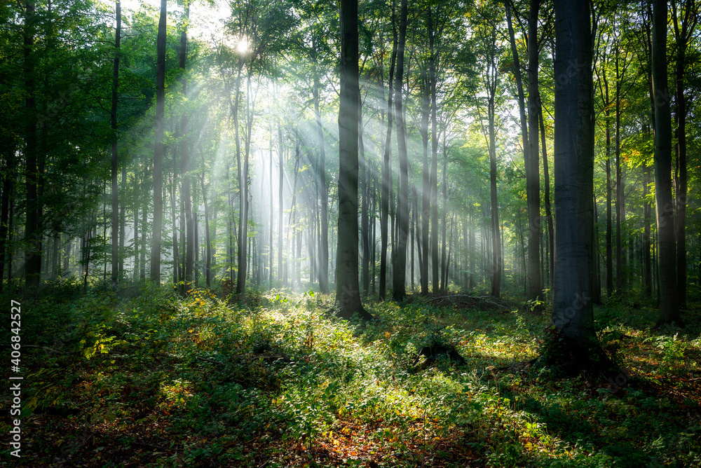 Fototapeta premium Beautiful morning in the forest