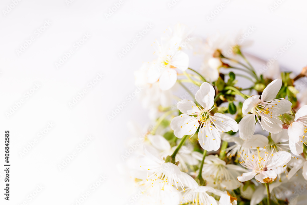 Sprig of blooming cherry tree on white background. Banner or holiday certificate, copy space, text place. Gardening billboard. Romantic and fine aroma. Tree sort. Spring time. Selection science. Macro