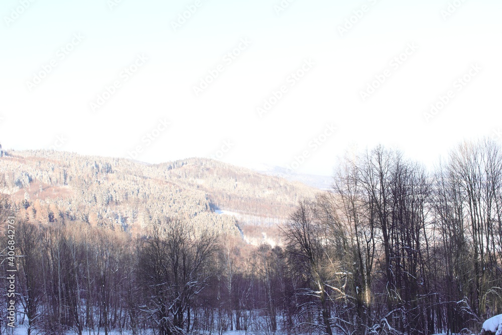 The winter forest is covered with fresh snow. The mountains and hills are completely white. Snow is falling, the sky is gray, everything is foggy. Huge fir trees in the snow The winter forest is covered with fresh snow. The mountains and hills are completely white. Snow is falling, the sky is gray, everything is foggy. Huge fir trees in the snow
