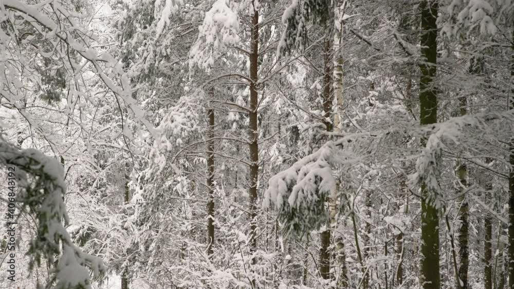 Gliding shot of snowy trees after snowfall in the forest. Exploring beautiful winter landscape. Walking on a cold day outside Gliding shot of snowy trees after snowfall in the forest. Exploring beautiful winter landscape. Walking on a cold day outside