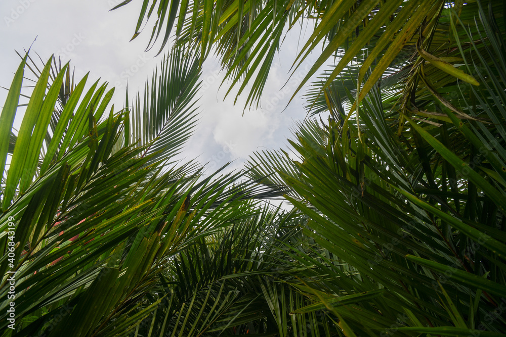 Palm trees against blue sky, Palm trees at tropical coast, vintage toned and stylized, coconut tree,summer tree ,retro