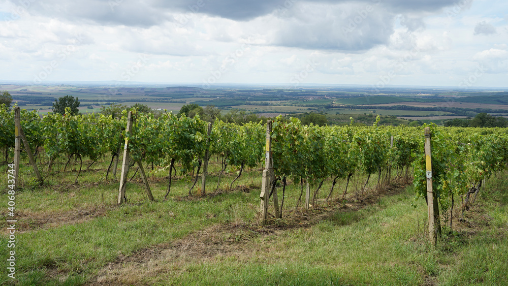 Vineyards on the hills of Palava, Czech Republic