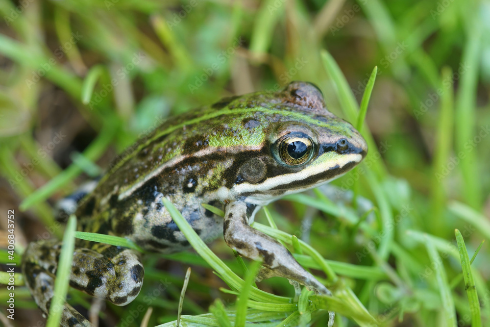 A juvenile from the Edible frog , Pelophylax esculentus, hiding in the green grass A juvenile from the Edible frog , Pelophylax esculentus, hiding in the green grass