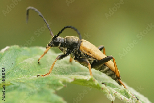 Close up of a Red-brown Longhorn Beetle, Stictoleptura rubra © Henk
