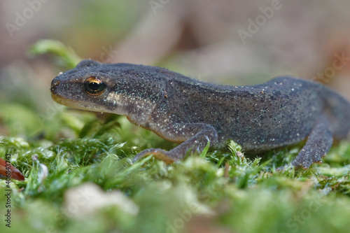An adult male smooth new , Lissotriton vulgaris on green moss