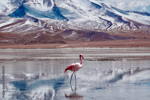 Flamingos in Lagoon in Atacama Desert, Chile.  photo