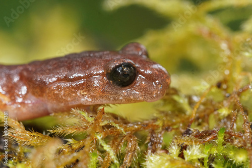 Close up of the head of a common Ensatina eschscholtzii from North Oregon photo