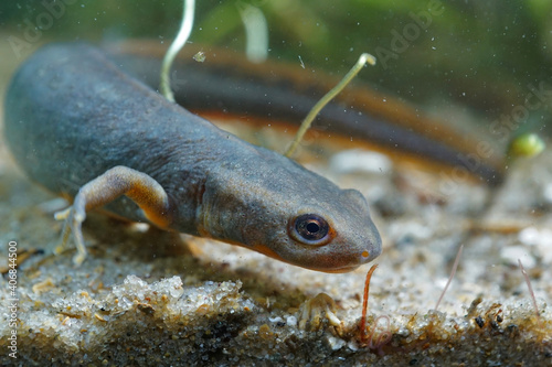 Close up of the rare Fuding fire belly newt , Cynops fudingensis endemic to ponds in China  photo