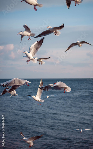 seagulls, seashore, winter sea