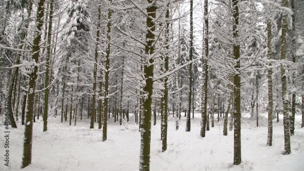 Gliding shot of snowy trees after snowfall in the forest. Exploring beautiful winter landscape. Walking on a cold day outside Gliding shot of snowy trees after snowfall in the forest. Exploring beautiful winter landscape. Walking on a cold day outside