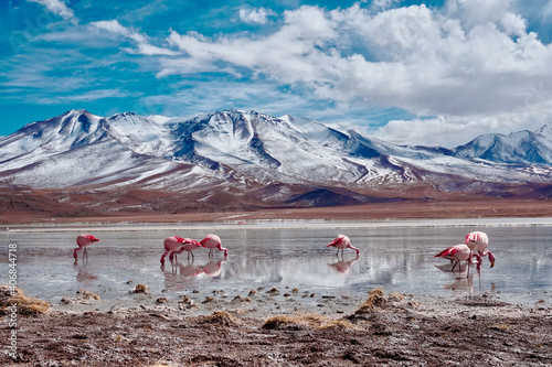 Flamingos in Lagoon in Salt Flats, Bolivia. Salar de Uyuni flamingos. Bolivia. 