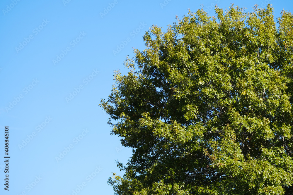 tree against blue sky