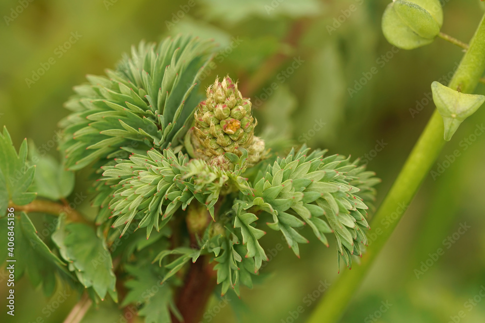 Close up of salad, garden, small or common burnet, Sanguisorba minor Close up of salad, garden, small or common burnet, Sanguisorba minor