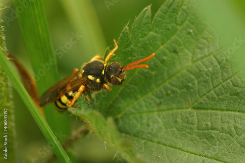 A female Gooden's nomad bee, Nomada gooedniana, hiding between the green leafs of a common nettle