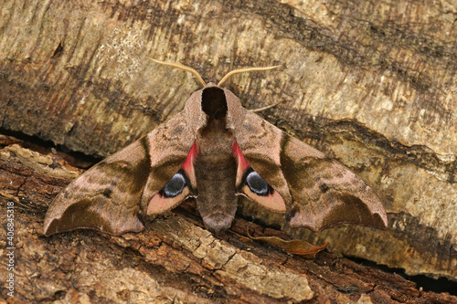 Close up of a colorful eyed hawk-moth, Smerinthus ocellatus photo