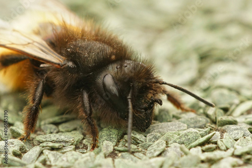 Close up of the head of a female horned mason bee, Osmia cornuta photo