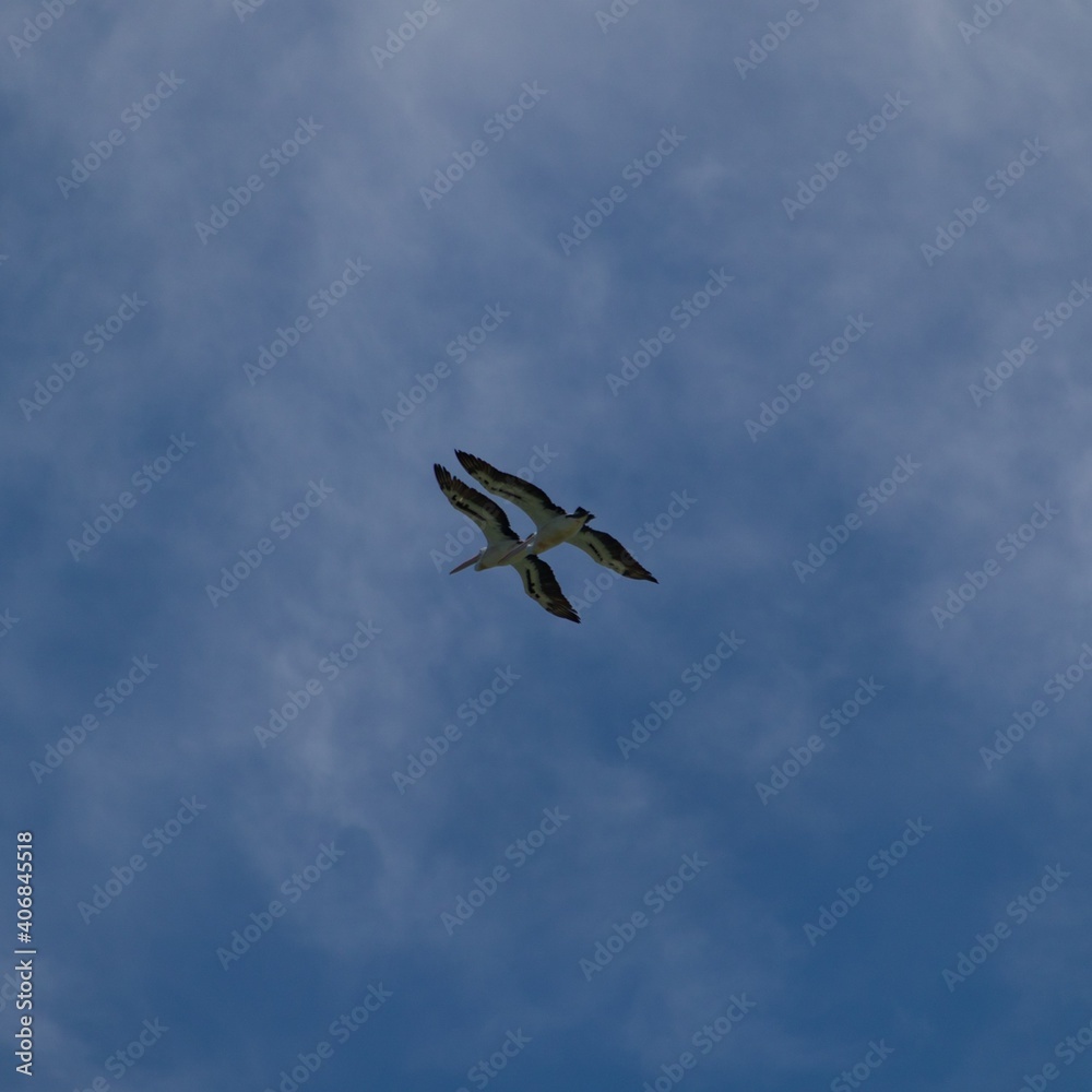 Pelican in full flight against a blue sky Pelican in full flight against a blue sky