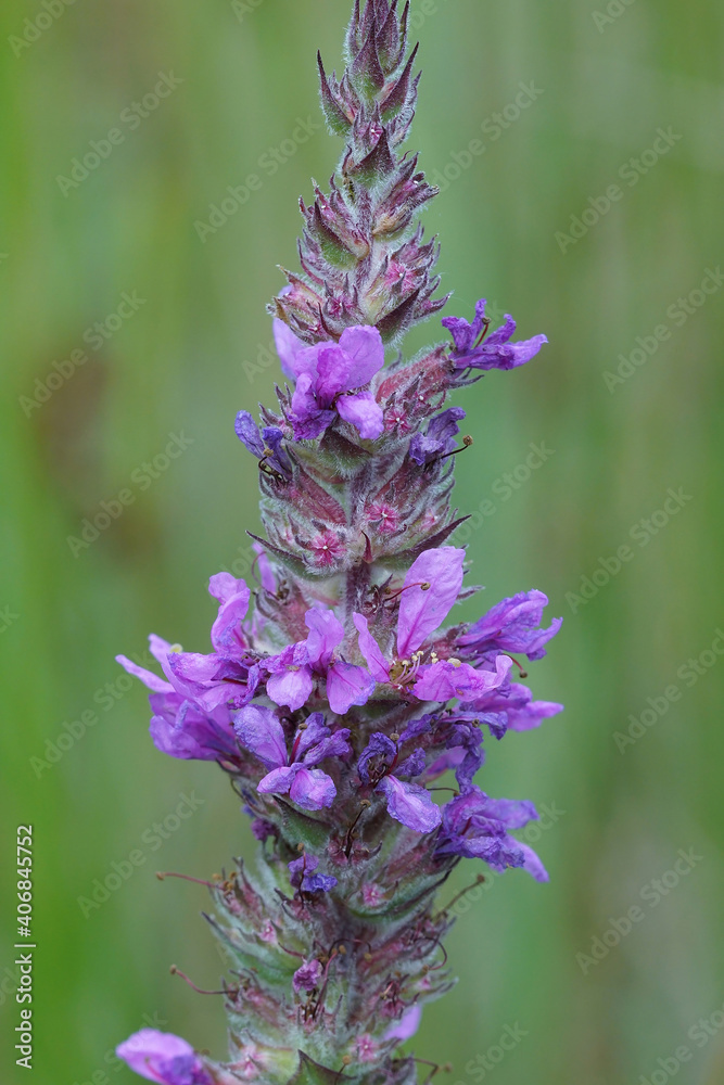 Obraz premium Close up of the flower of the purple loosestrife , Lythrum salicaria on green background 