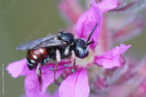 One of our mosst colorful cleptoparasite bees , Epeoloides, Epeoloides, on a purple flower photo
